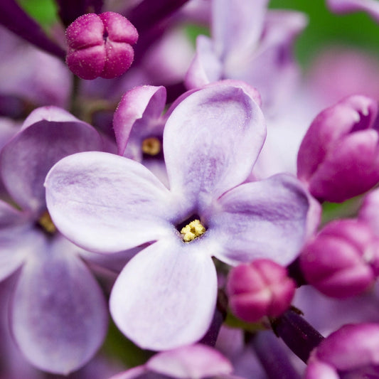 *Wild Lilac*